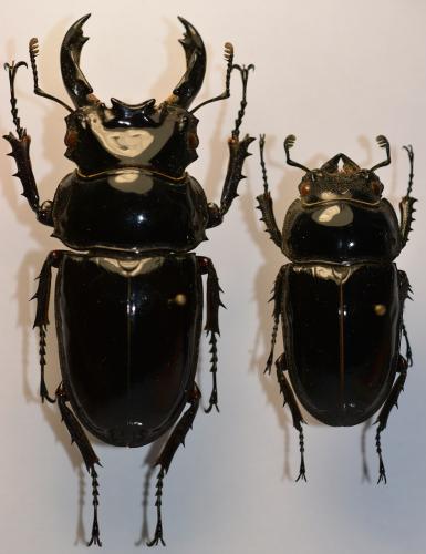 Mesotopus regius